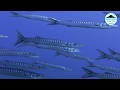 Volcano Bubbles Diving School 2019