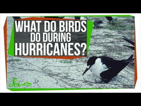 download lagu mp3 mp4 Hurricane Drink Wiki, download lagu Hurricane Drink Wiki gratis, unduh video klip Hurricane Drink Wiki