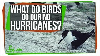 What Happens to Birds During Hurricanes?
