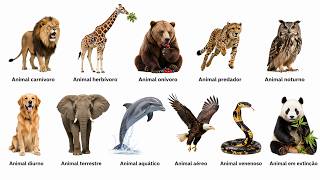 Todos os Animais Selvagens do Mundo Explicados em 4 Minutos (Você Vai se Surpreender!)