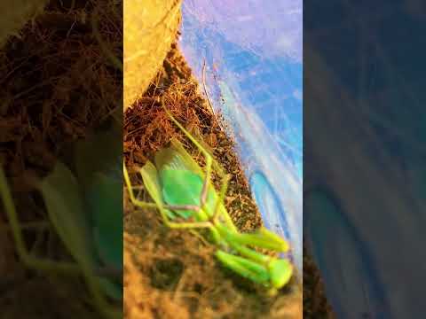 Mantis and tarantula fight