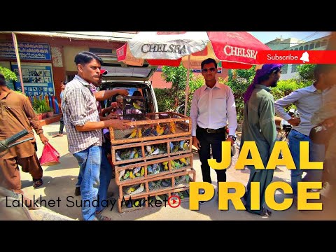 JAAL rate Lalukhet Sunday Market Birds rate 26 March 2023