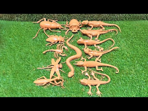 The Reptile Rumble: Unexpected Insects Legion vs. Lizards in a Survival Showdown!