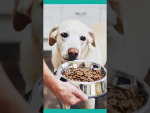 Purina Pro Plan High Protein Dog wet Food in 2023 #shorts_video
