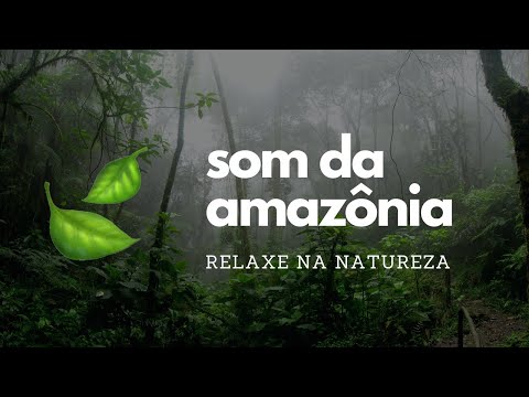 🍃 Som da Floresta Amazônica (Som da Natureza para Relaxar e Meditar)