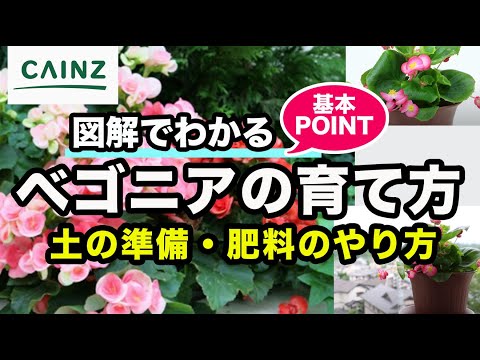 ベゴニアの花を咲かせる方法 内装外装のメンテナンス 水やり