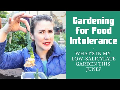 12 plants I'm growing this year in my low-salicylate garden - June 2020