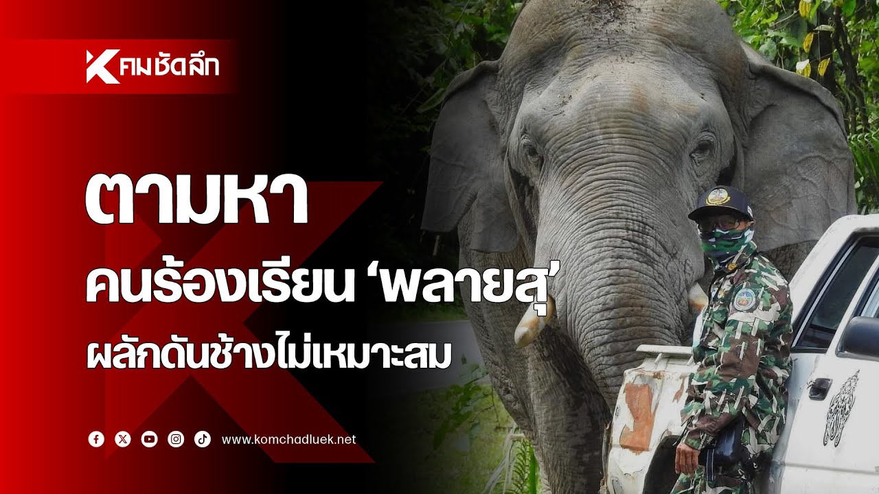 ชาวเน็ตตามหา 'คนร้องเรียน' แจ้ง 'พลายสุ' ผลักดันช้างไม่เหมาะสม