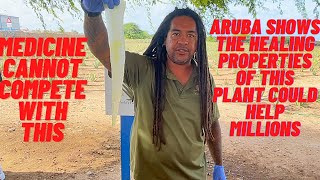 Aruba has the secret to a healing plant