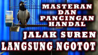 Download lagu JALAK SUREN GACOR PALING DICARI UNTUK PANCINGAN  #jalaksuren mp3