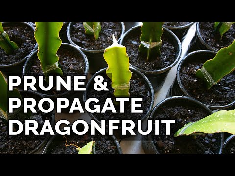 How to Grow Dragon Fruit Part 1 Soil Sun Water Containers and Fertilizing