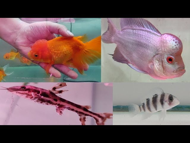 Gourami Fish, Frontosa Fish, Flowerhorn Fish, Discus Fish at AMart Aquatic World Kurla
