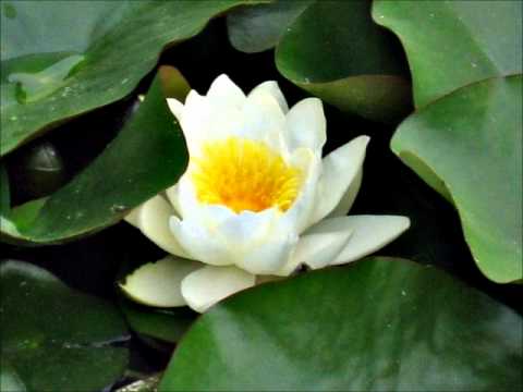 Pesho Malkia , Bebo , Ditmata & Ety  - Mechti