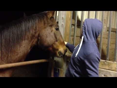 Horses and Rob After Hours