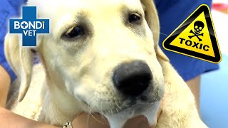 Life or Death for Poisoned Labrador ☠️ | Bondi Vet Clips | Bondi Vet