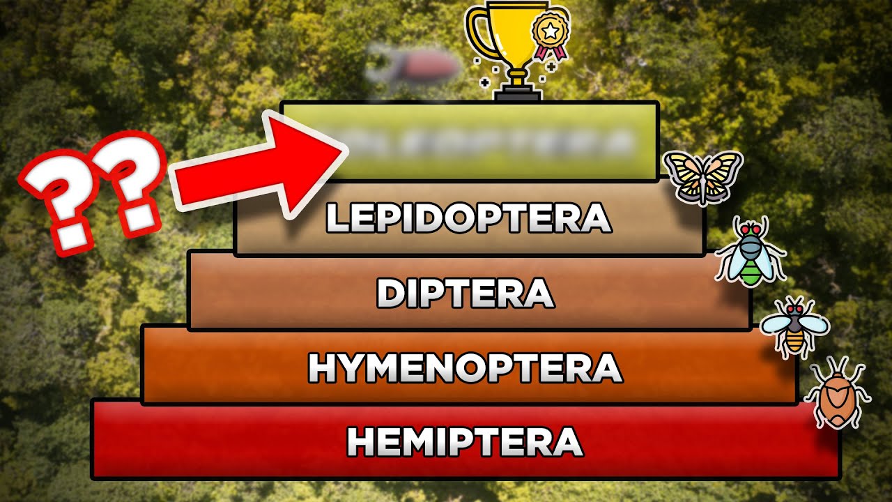 TOP 5 : Un peu d'ordre chez les insectes !