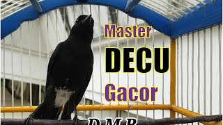 Download lagu BIKIN EMOSI... SUARA BURUNG DECU (kacer mini) INI AMPUH MEMANCING DECU YANG MACET JADI IKUTAN BUNYI mp3 Download lagu BIKIN EMOSI... SUARA BURUNG DECU (kacer mini) INI AMPUH MEMANCING DECU YANG MACET JADI IKUTAN BUNYI mp3