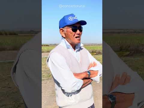 Parte 3 🌸O ÚNICO CULTIVO DE RAIZ DE LÓTUS DO BRASIL  #CulturaOriental #ConceitoRural #InteriorDeSP