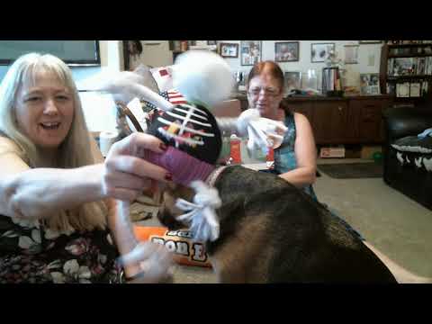 Bark Box Unboxing October 2020