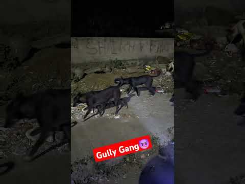 Street Dog Gang #dog #streetdog #gullygang #doggang #gangsters #dogvideos #doggies #gangofdogs 😎🤩🤟🏻