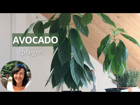 Growing avocados: 9 months later - How to care for an avocado tree?