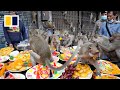 Monkey business terrorises Thai city