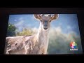 Safari Scrapbook Deer