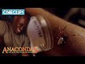 Jack Poisons Gordon With A Venomous Spider Anacondas The Hunt For The Blood Orchid CineStream