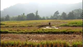 preview picture of video 'Harvesting Rice in Luang Prabang, Laos'