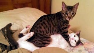 🤣HOLDING YOUR LAUGH while watching these video😹 - Funny Cats Life