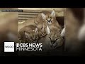 Wildcat Sanctuary Rescues Pregnant Exotic Cat
