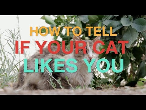 How can you tell if your cat is happy and likes you? - YouTube