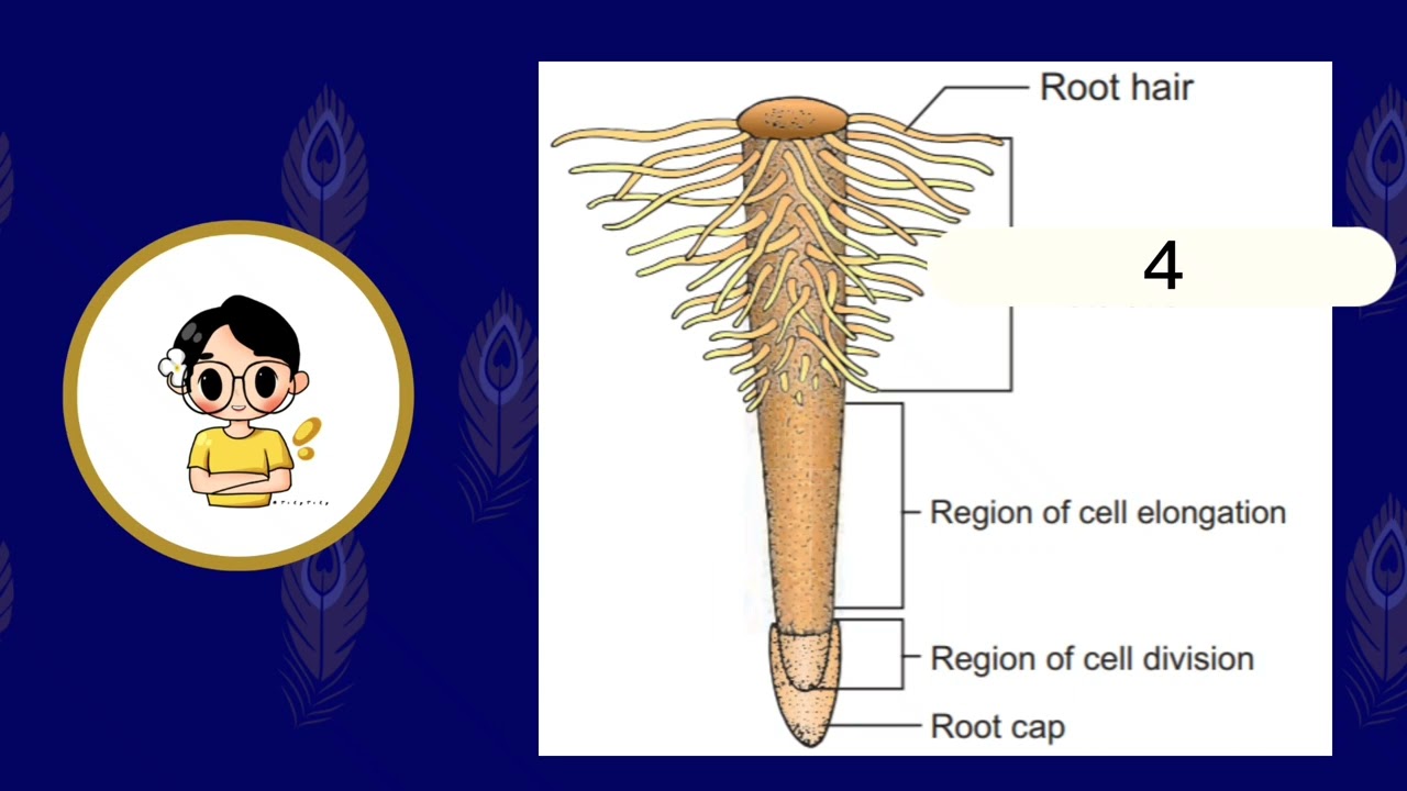 Lesson 7 - Root System of the Plant