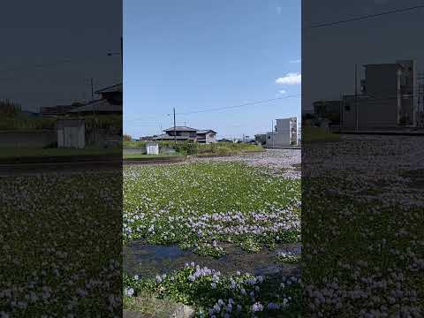魚のいる池の開花植物は何ですか オカトラノオ アイデア植物の花の水生庭園