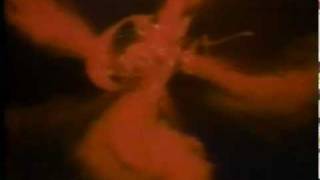 Cujo (1983) Video