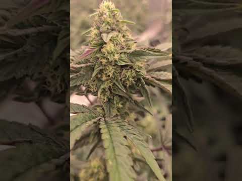 Experience Cali Weed! Day in the Life of a Cali Dispensary Manager Come to Work with Me! #caliweed