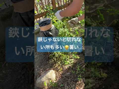 庭で最も一般的な雑草をどのように見分けるか?  庭園