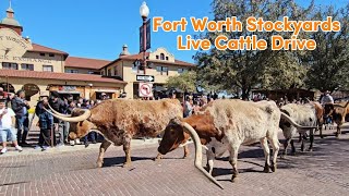 FORT WORTH STOCKYARDS 🇨🇱 4K Walking Tour | Historic Streets & LIVE Cattle Drive.
