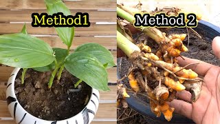 I Just Found A Quicker Way To Sprout Turmeric : Turmeric growing tips