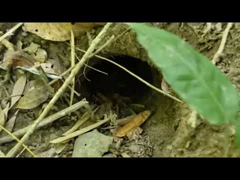 terreno en venta en el salvador en municipio de san cristobal cuscatlan