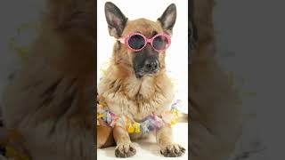 So adorable - Love your pet day - National pet day video - Dog Lover - Cute animal videos