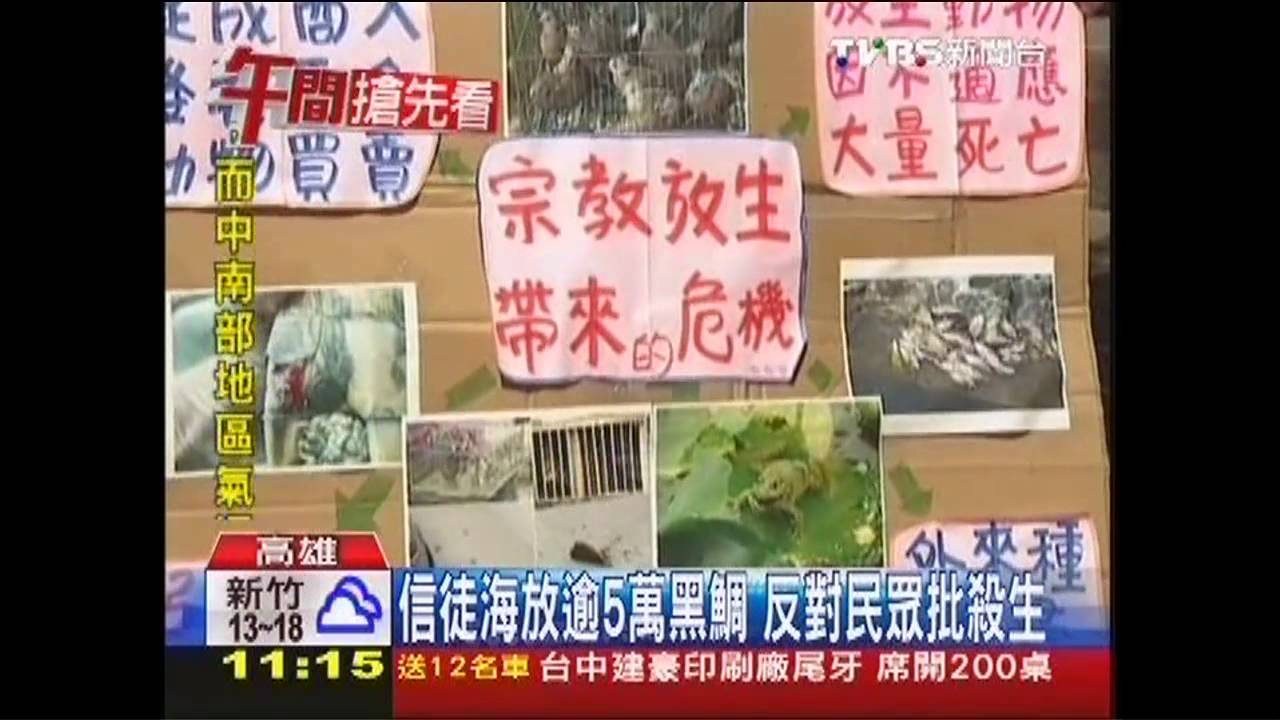 放生?放死? 宗教團體野放黑鯛引抗議