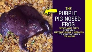 Purple Pig nosed frog purple frog tadpole information for kids
