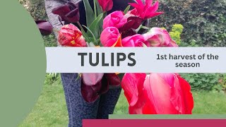How many tulips? 🌷🌷🌷