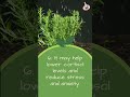 Rosemary S Top 10 Benefits Rosemary