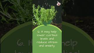 Download lagu Rosemary’s Top 10 Benefits 🥰 #rosemary mp3