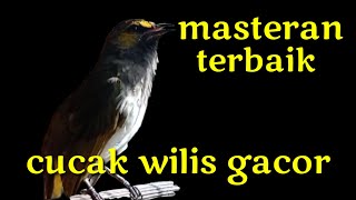 Download lagu 100 % AMPUH, MASTERAN BURUNG CUCAK WILIS, CUCAK RENGGANIS, BIKIN BURUNG BAHAN LANGSUNG RESPON BUNYI mp3