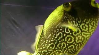 Musica Relaxante, Para Acalmar a Mente, Elevação Espiritual, para Dormir e Estudar music to sleep