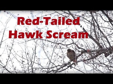 Red-tailed Hawk Screaming Call — celosvetovo známy „kree-eeee