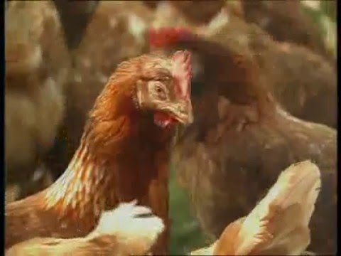 Fotograma del vídeo: El Huevo, un alimento básico